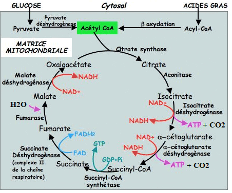 L1 - Métabolisme des glucides et des lipides