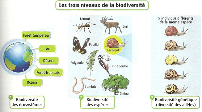 Seconde générale - Echelles de la biodiversité