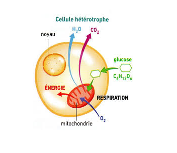 Seconde générale - Métabolisme cellulaire